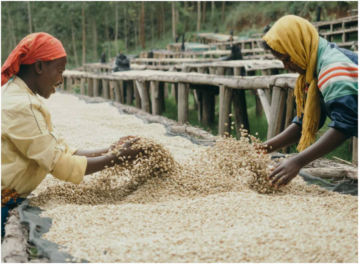 RUANDA - KIVU (Natural)