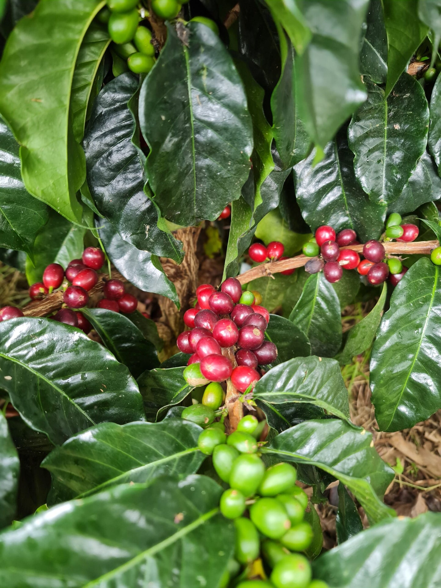 COLOMBIA CATURRA-CHIROSO