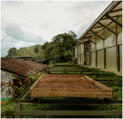 COLOMBIA - FINCA EL ROBLE