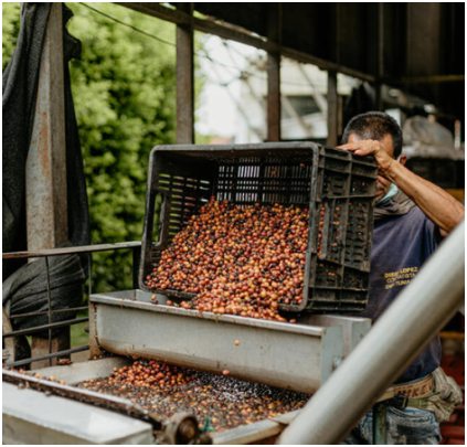 COLOMBIA - FINCA EL ROBLE