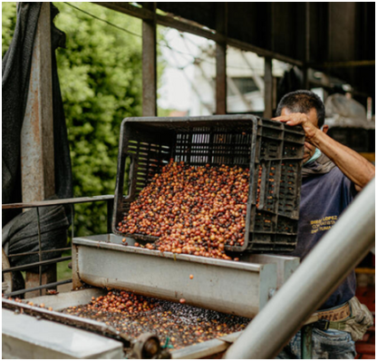 COLOMBIA - FINCA EL ROBLE