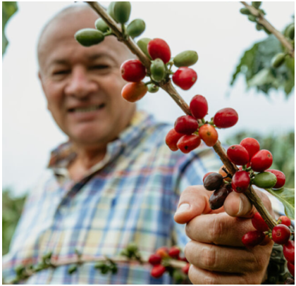 COLOMBIA - FINCA EL ROBLE
