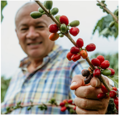 COLOMBIA - FINCA EL ROBLE