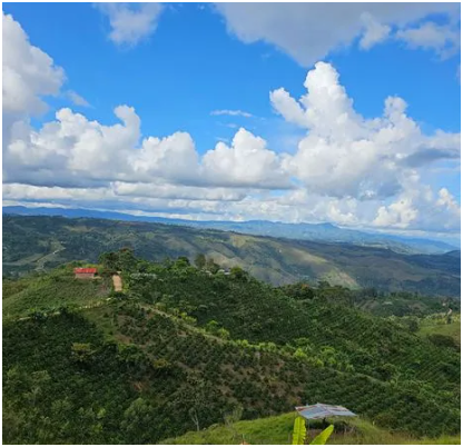 COLOMBIA - FINCA EL ROBLE