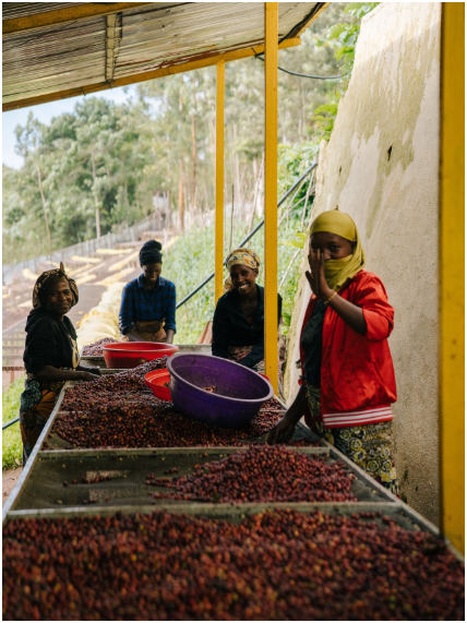 RUANDA - KIVU (Natural)