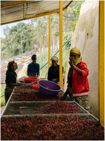 RUANDA - KIVU (Natural)