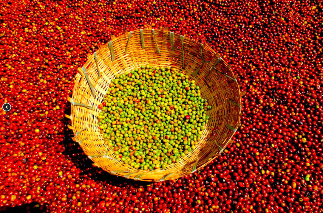 ETIOPIA - SIDAMA AYLA NATURAL