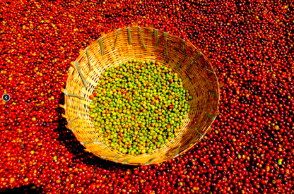 ETIOPIA - SIDAMA AYLA NATURAL